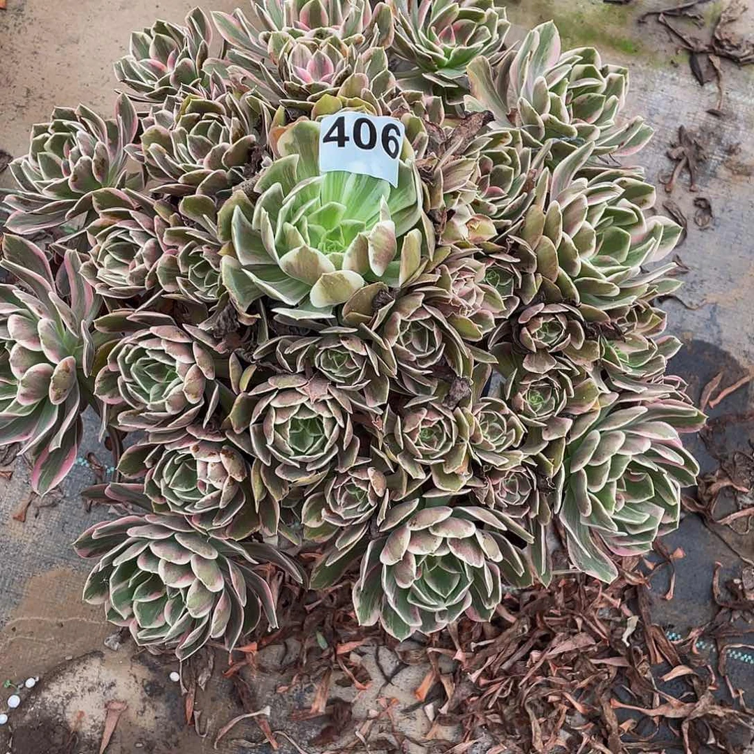 神***月多肉法师406号幻纱发货不包损