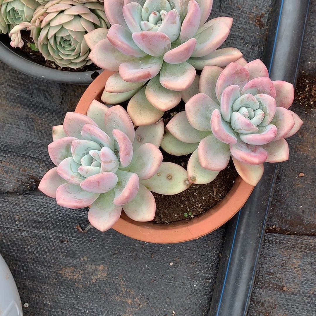 露养区3头起奥普琳娜12.8