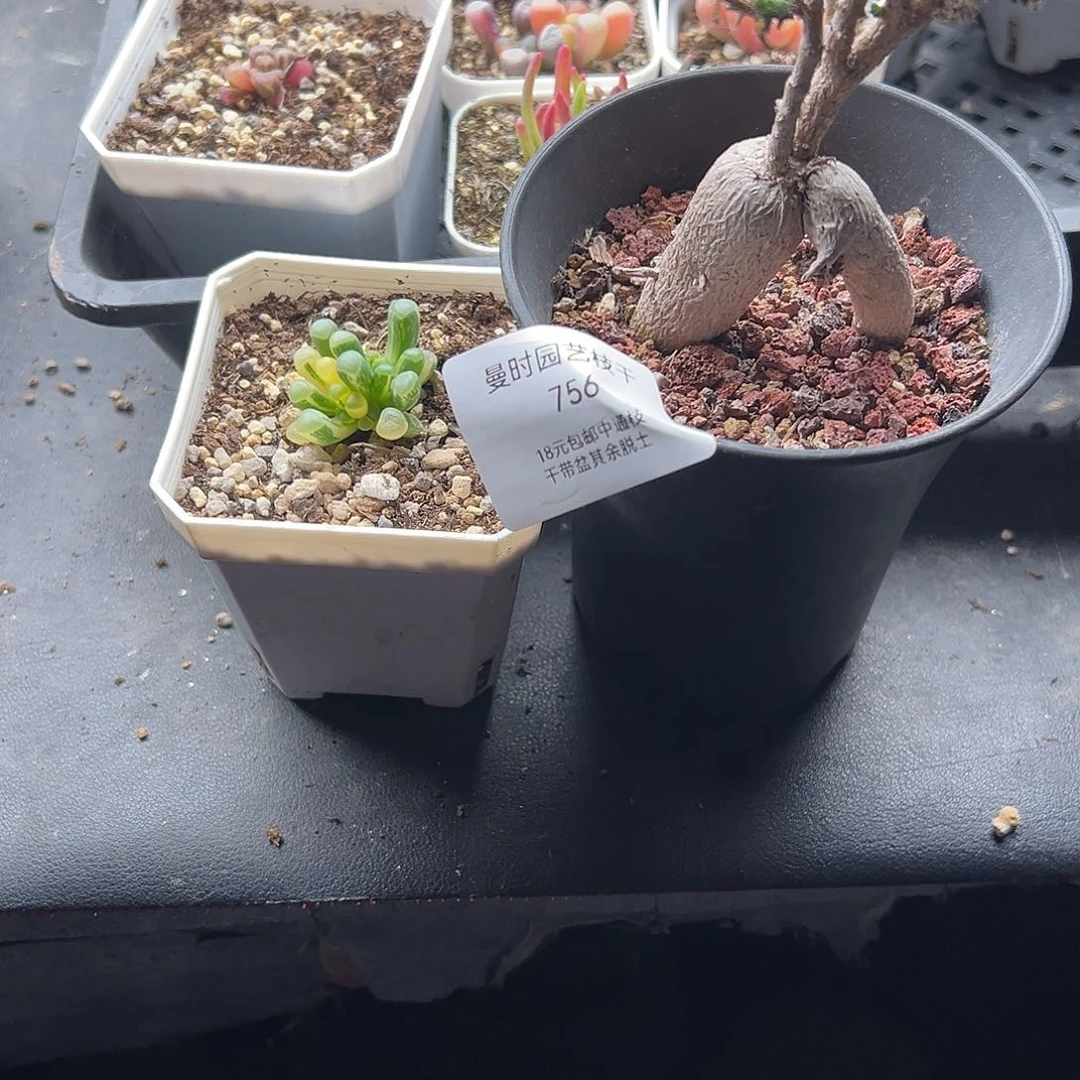 魔***女756号2颗12.23多肉