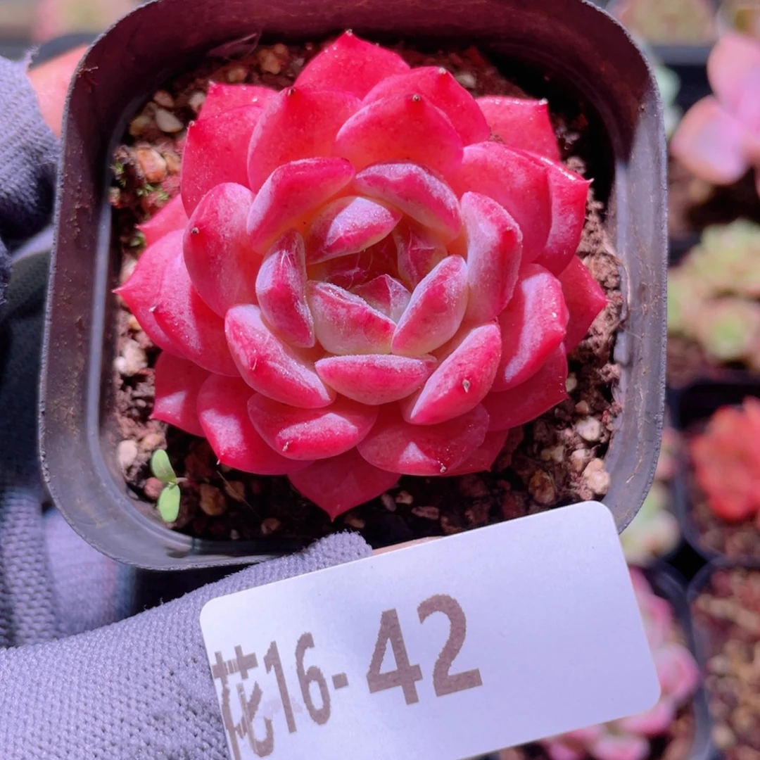 花利美16-42颜霜