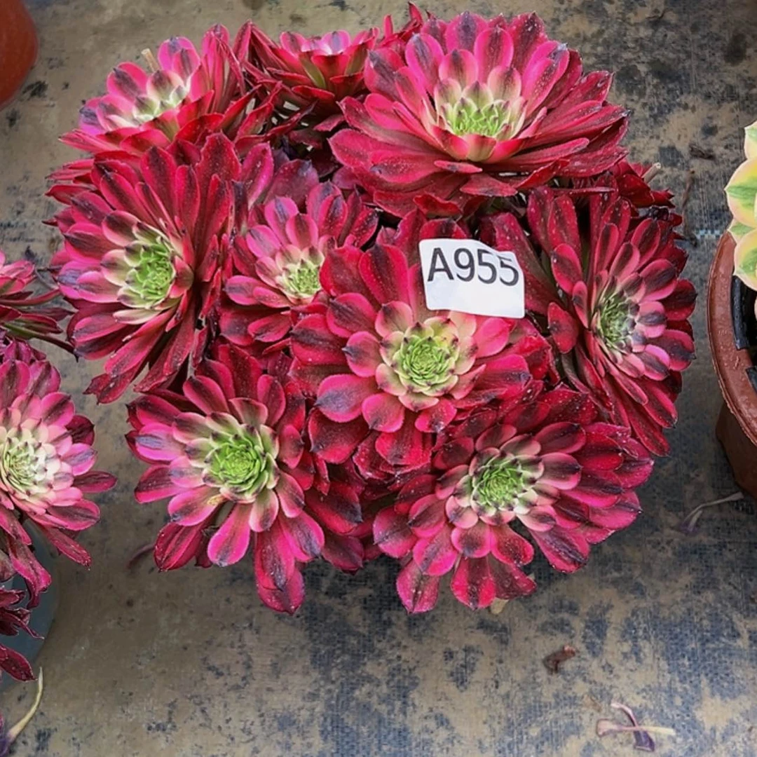 【闪购商品】多肉植物955辉煌。