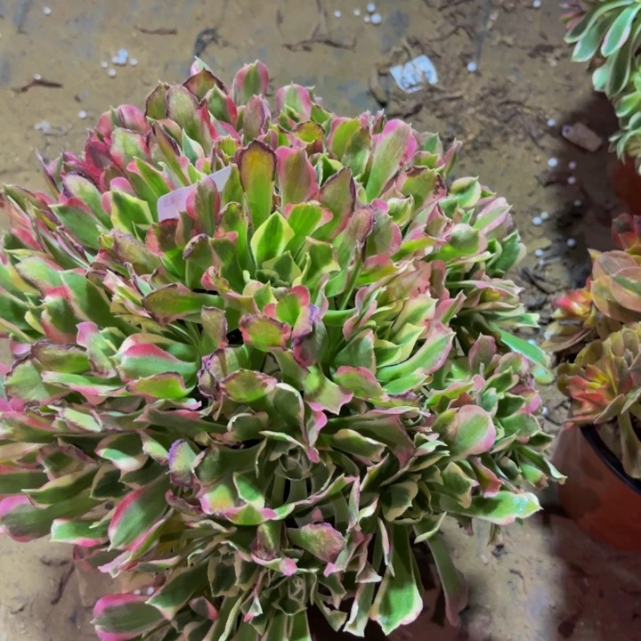 059雨花石多肉植物不售后