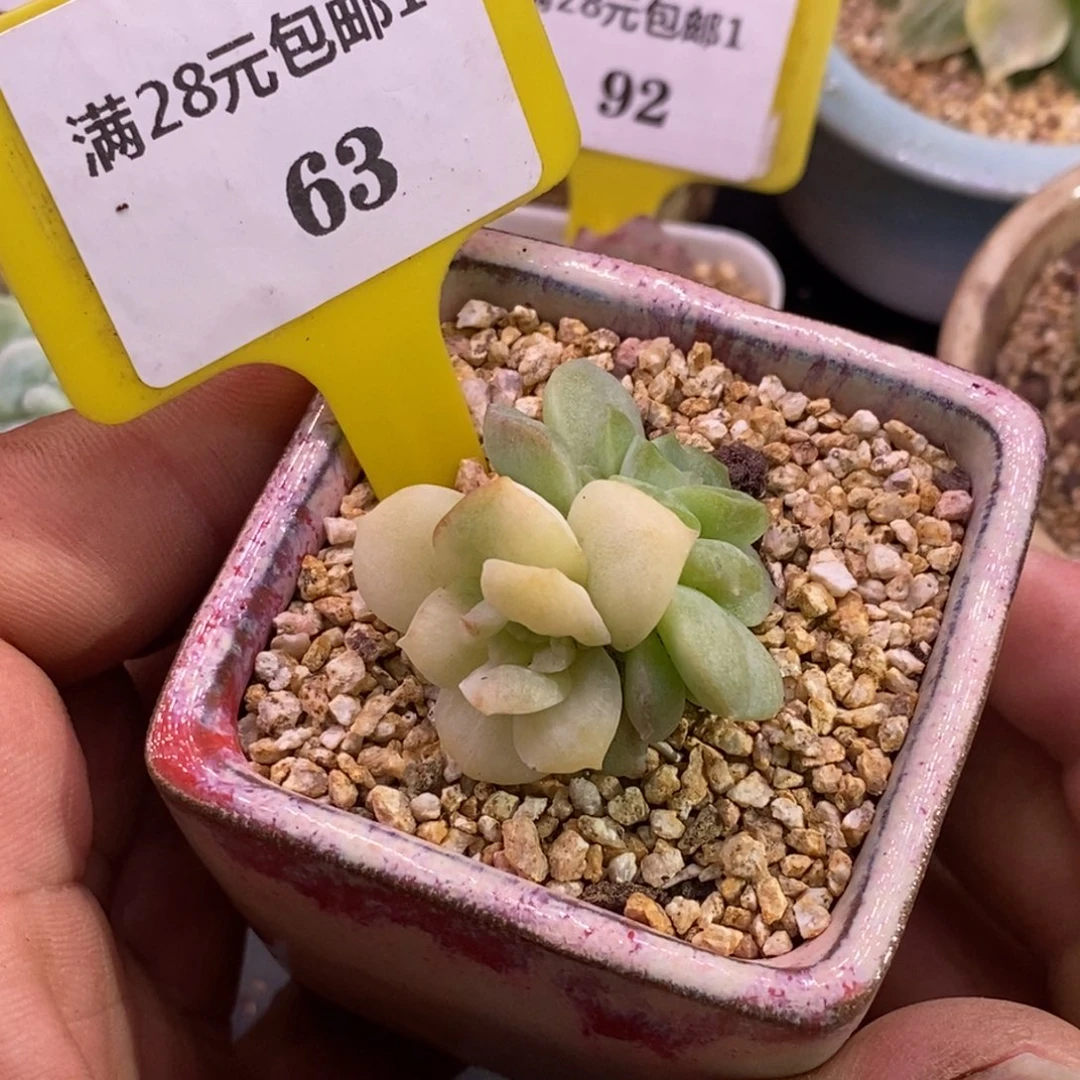 163梦幻泡影锦福利，白锦
