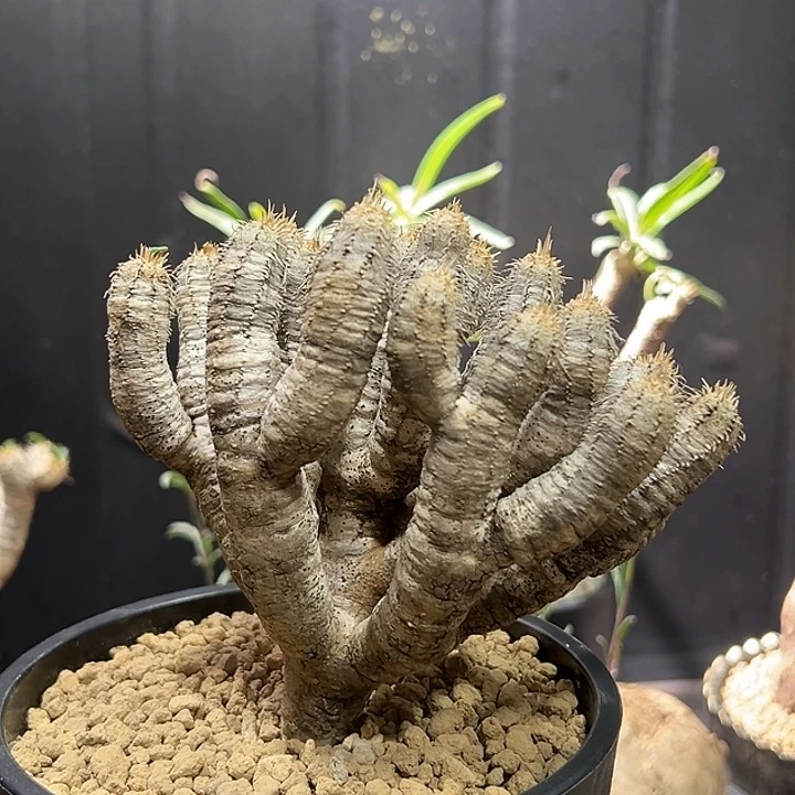 8鬼切阁特价555558