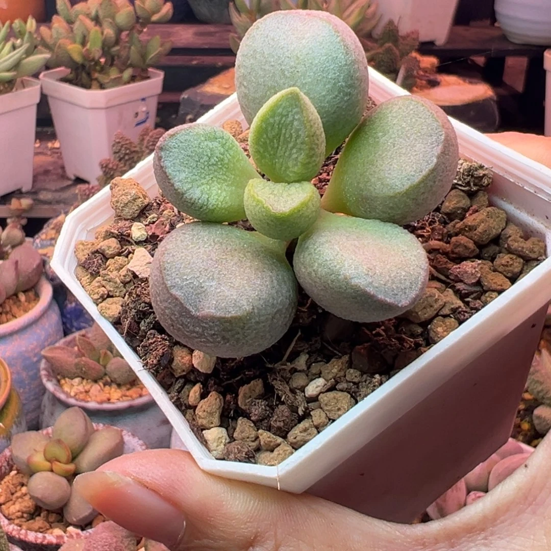 一物一拍，感谢支持