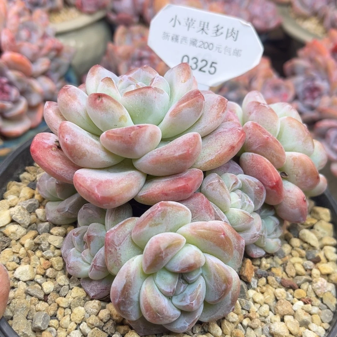 冰玉325/12cm多头