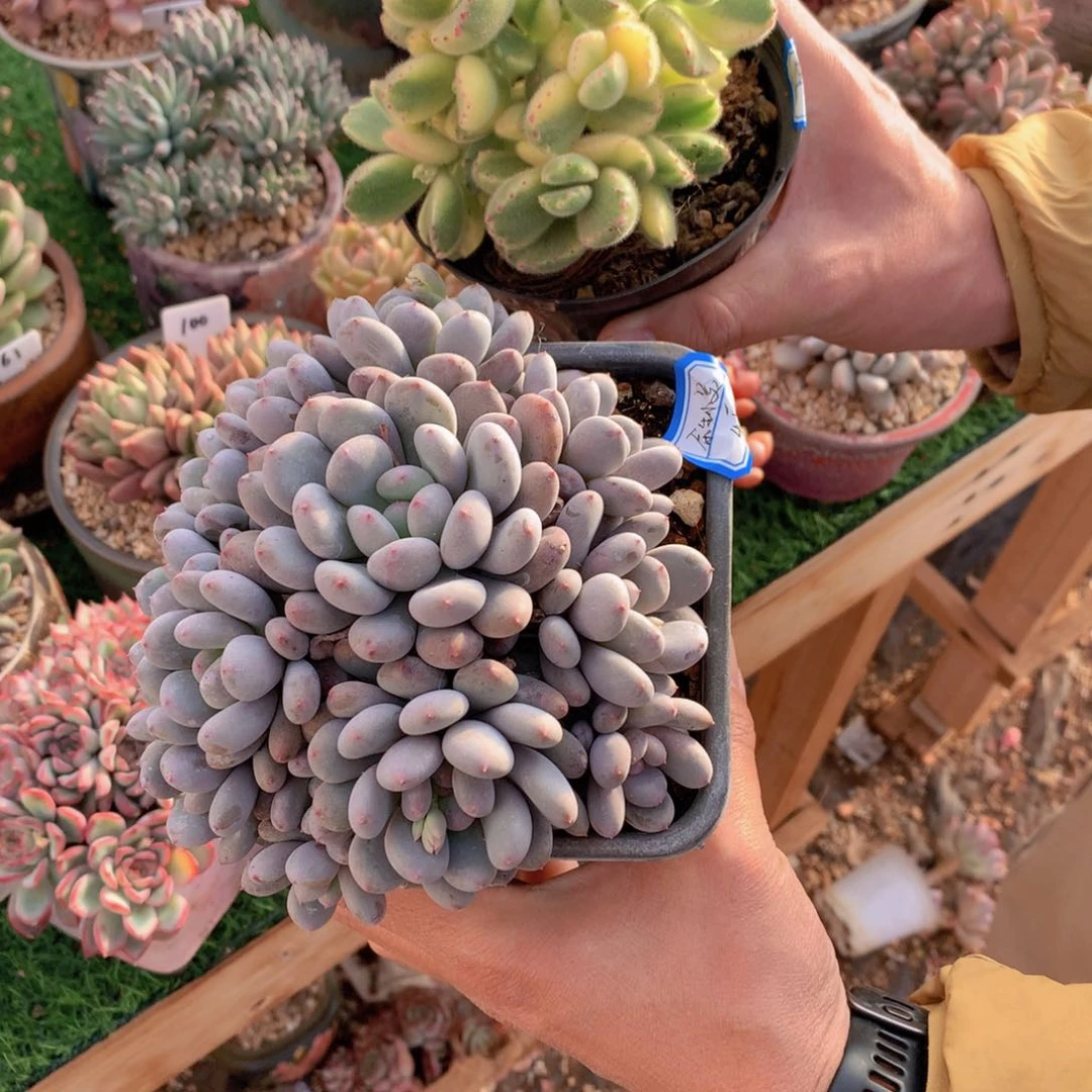 ʚ****小美寄养两个