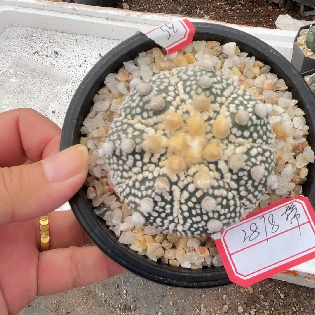 花***花仙人球实生毛羽立兜