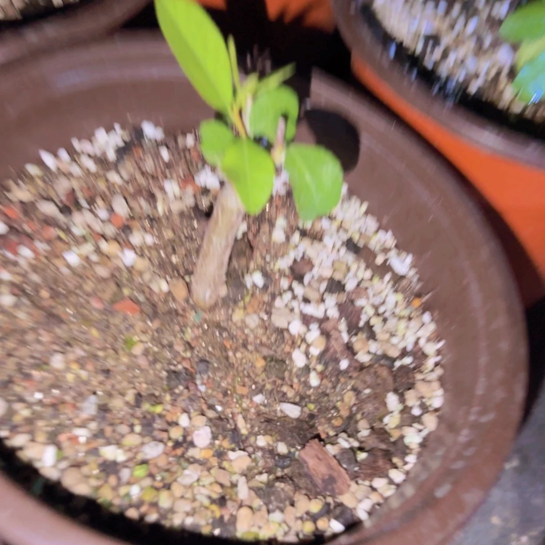 K***g块根植物块根植物