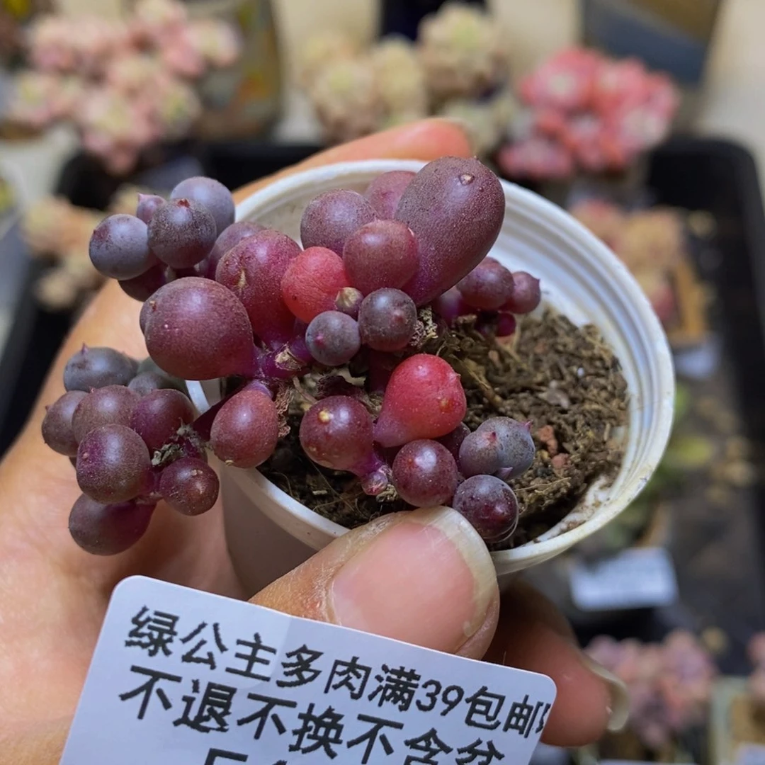 155紫泡泡多肉4c m