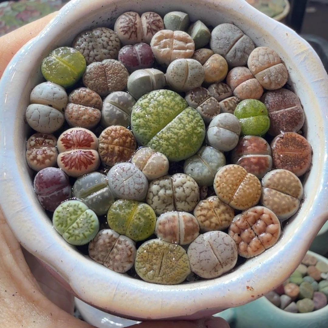 多肉植物福利冲冲冲749