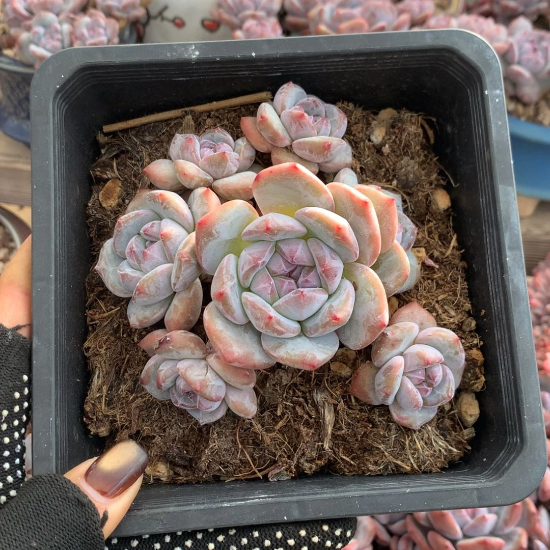 石榴籽无砍七头花花