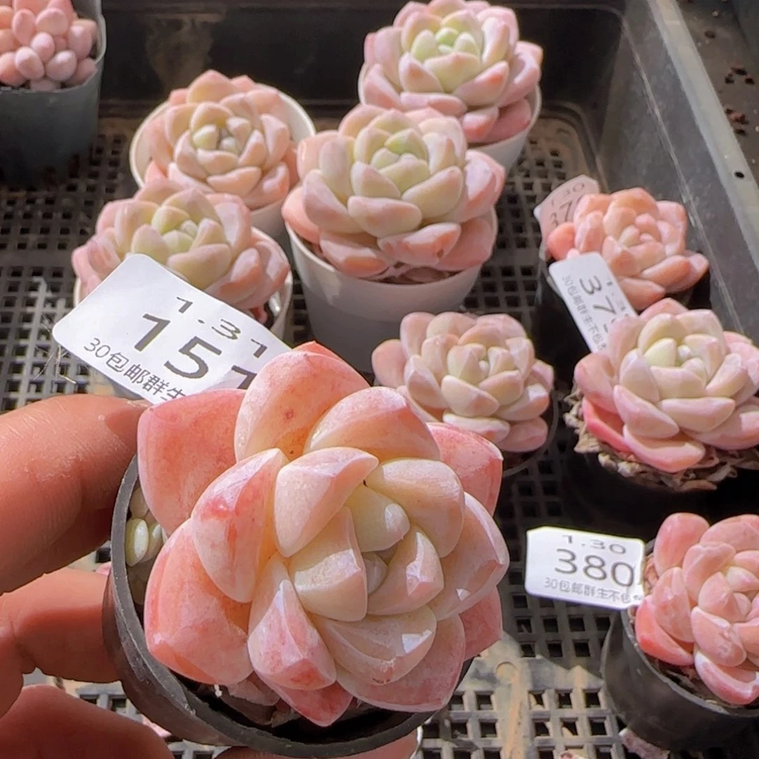 单头冰玉一颗脱土发货