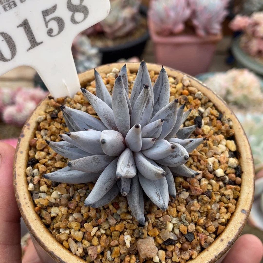 0158魔爪不带盆6厘米