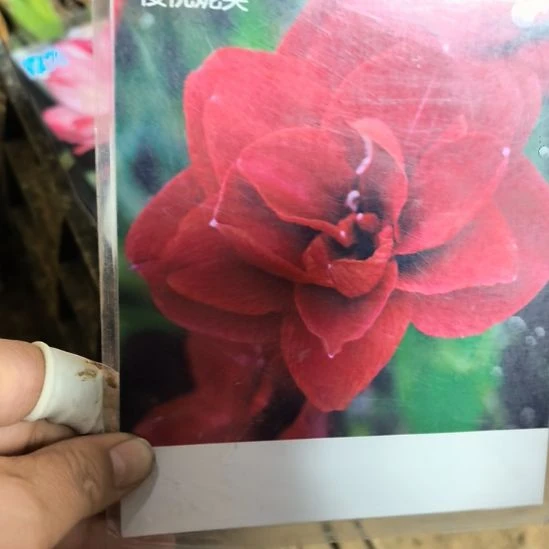 当前无花栽培后可以开花樱桃妮芙5厘米裸根球3棵