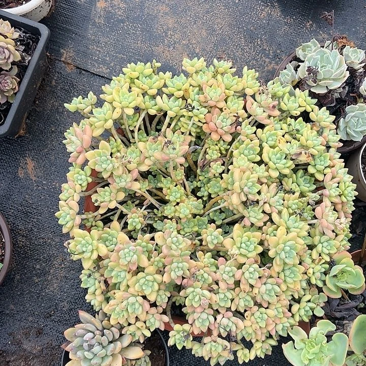 染***ʷ多肉植物实物直播实物38