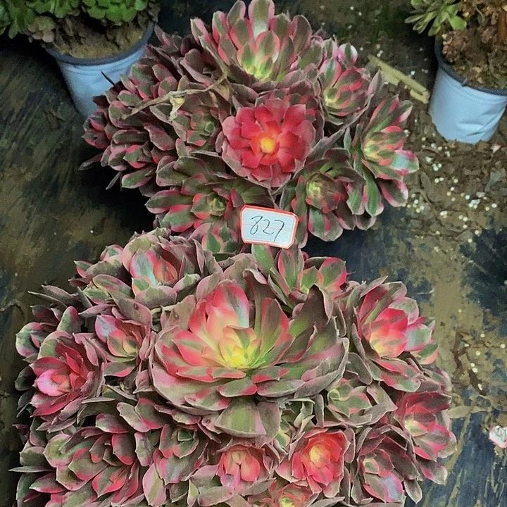 忆****两棵男神老桩捧花827号