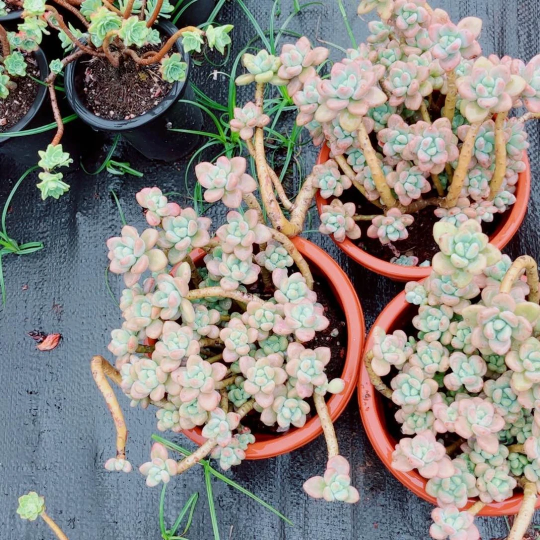 红洛神一颗带土球