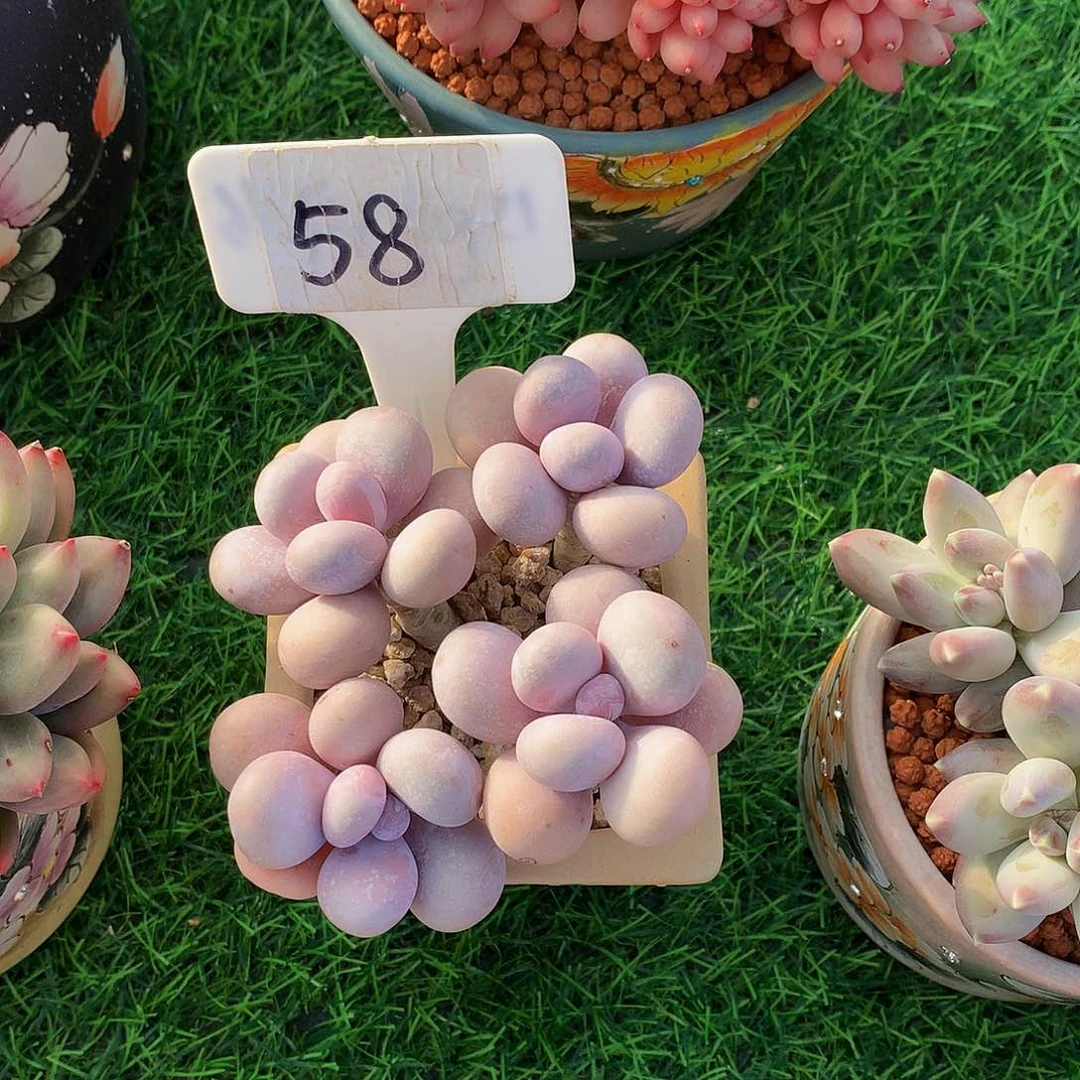 心****师原始奶酪多肉植物62727