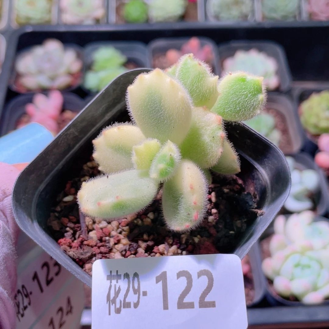 花利美29-122彩熊 不售后