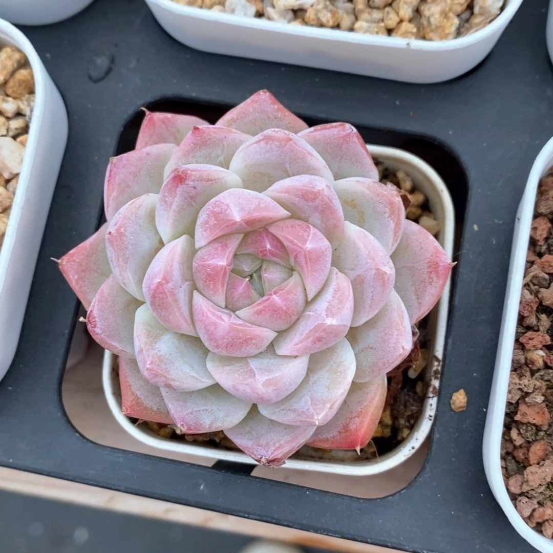 精品多肉一物一拍不包整2