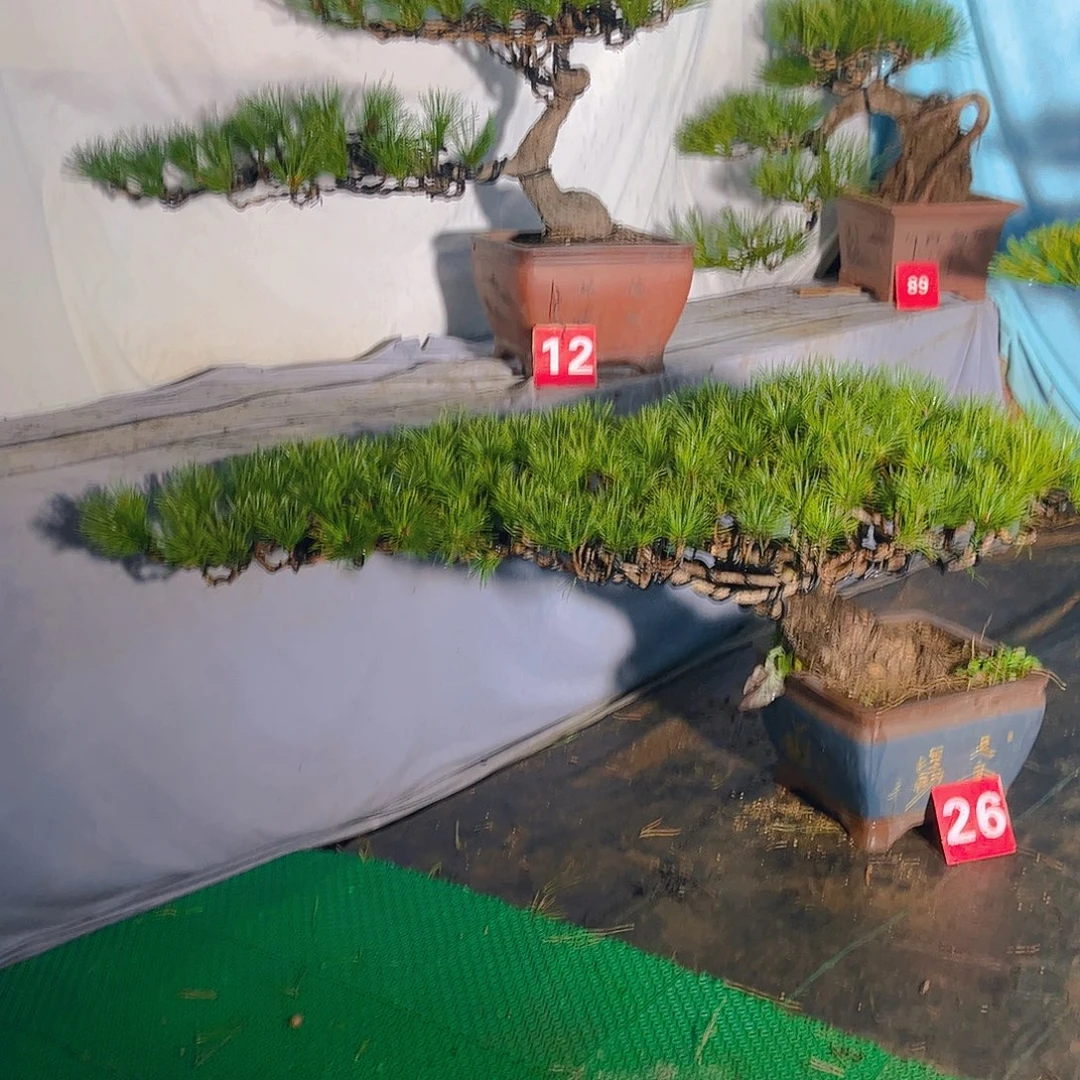 完全开放黑松盆景26