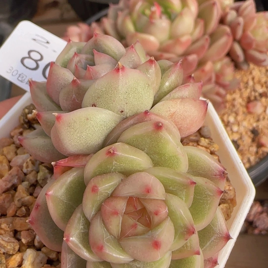 晴空珍妮拉丝锦双头