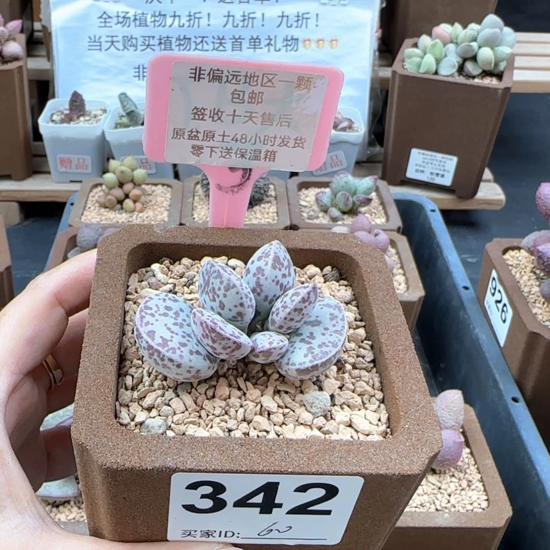 342花旦多肉植物