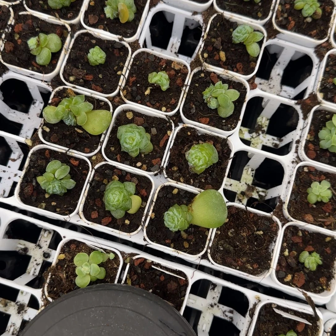 初夏中苗盆外棚一个满25包邮