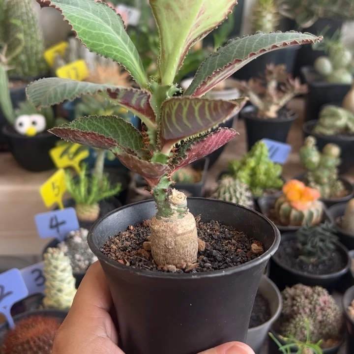 单腺麒麟锦带盆11111111