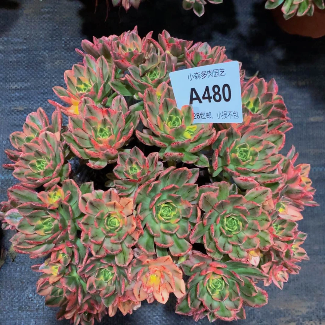 【闪购商品】480甜茶多肉