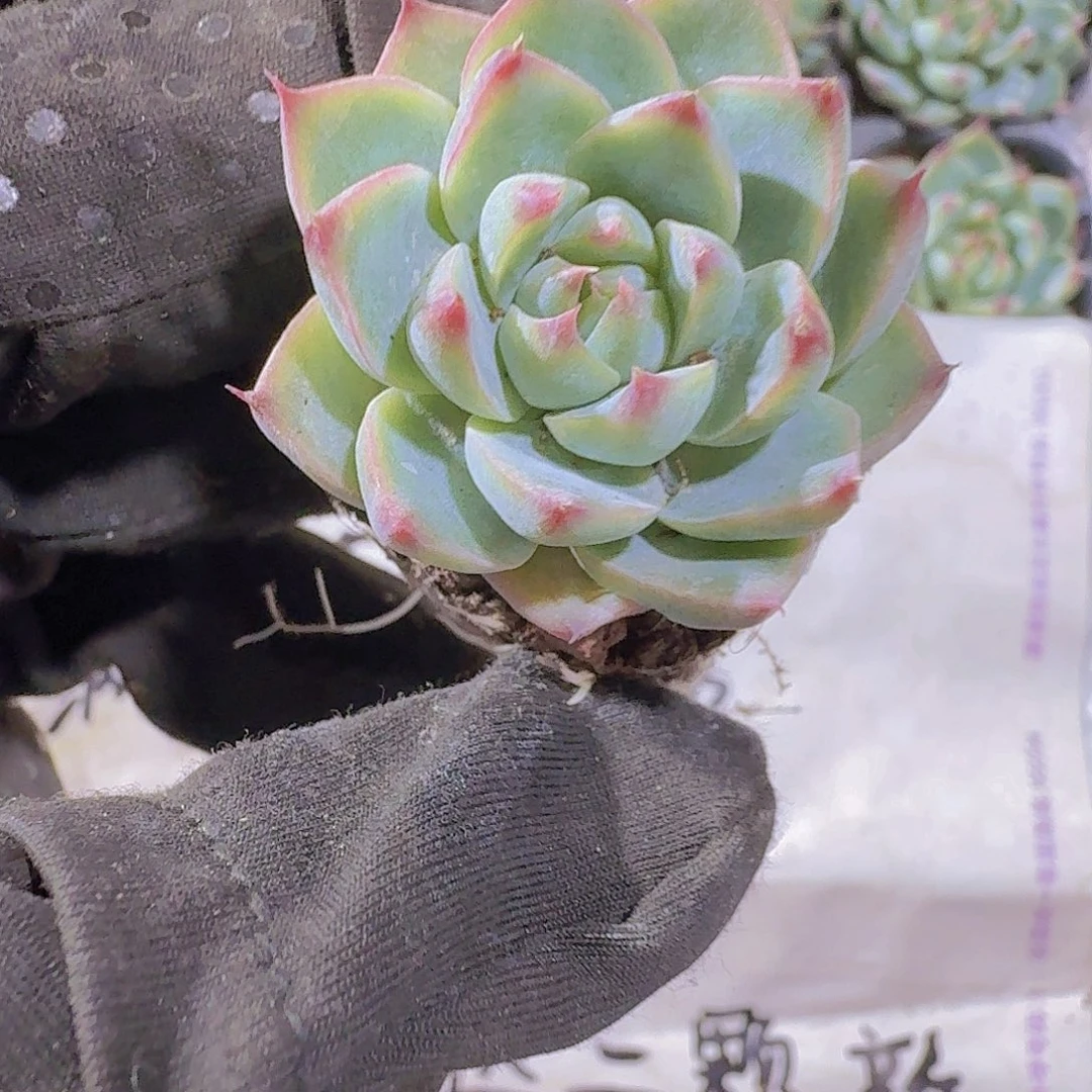 精品梦瑶两米三颗