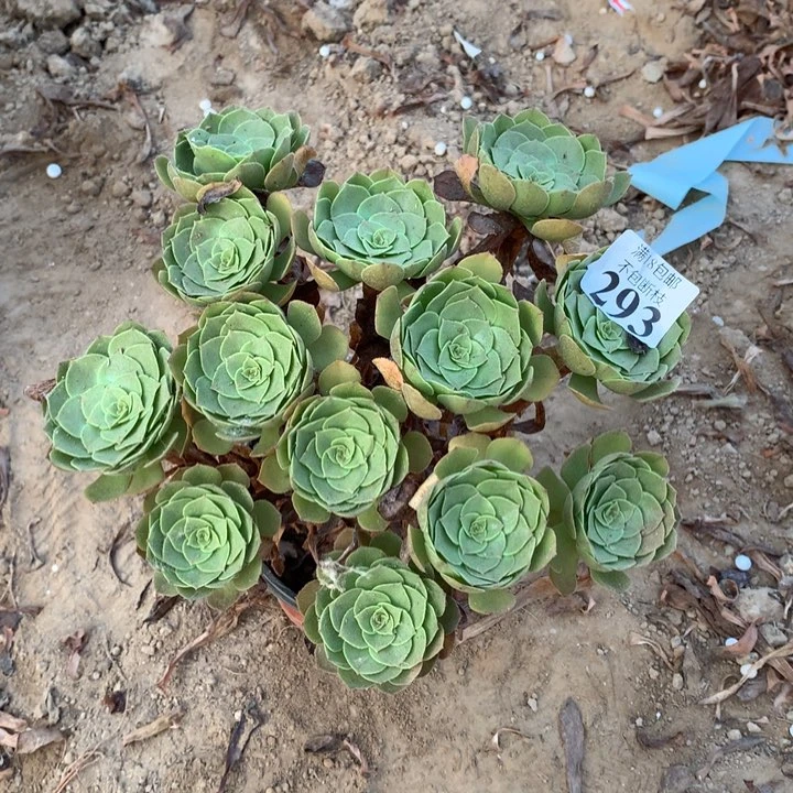 g****o293万圣节绣球1号棚