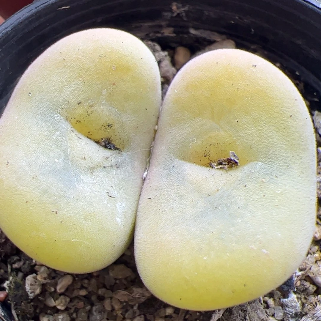 大家过年好23058