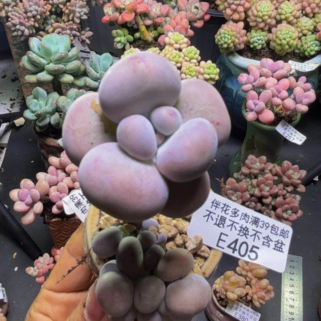 芭比奶酪405/5cm多肉