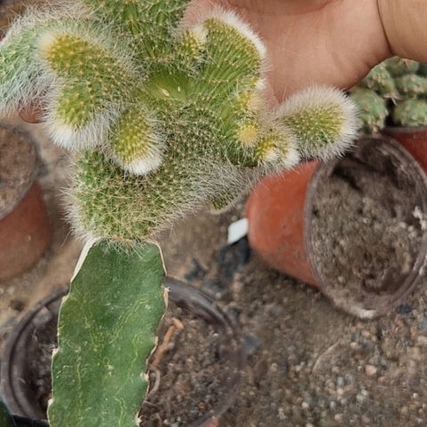 3666九尾狐缀化九尾狐缀化