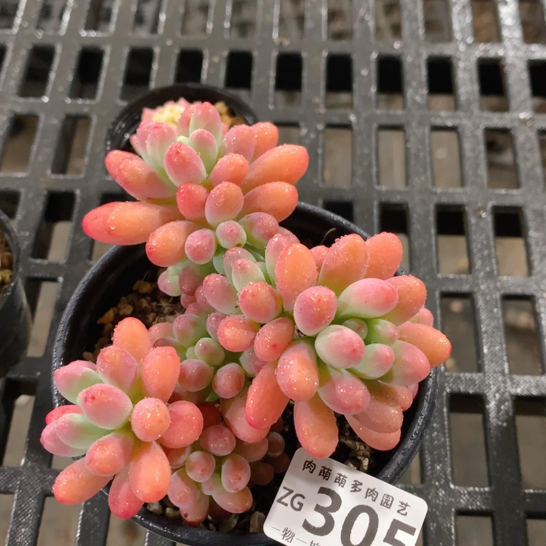 肉萌萌拇指盆精控多肉ZG305