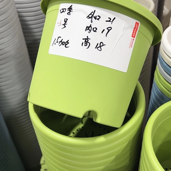 特价2号四季口21高18果绿无托10只