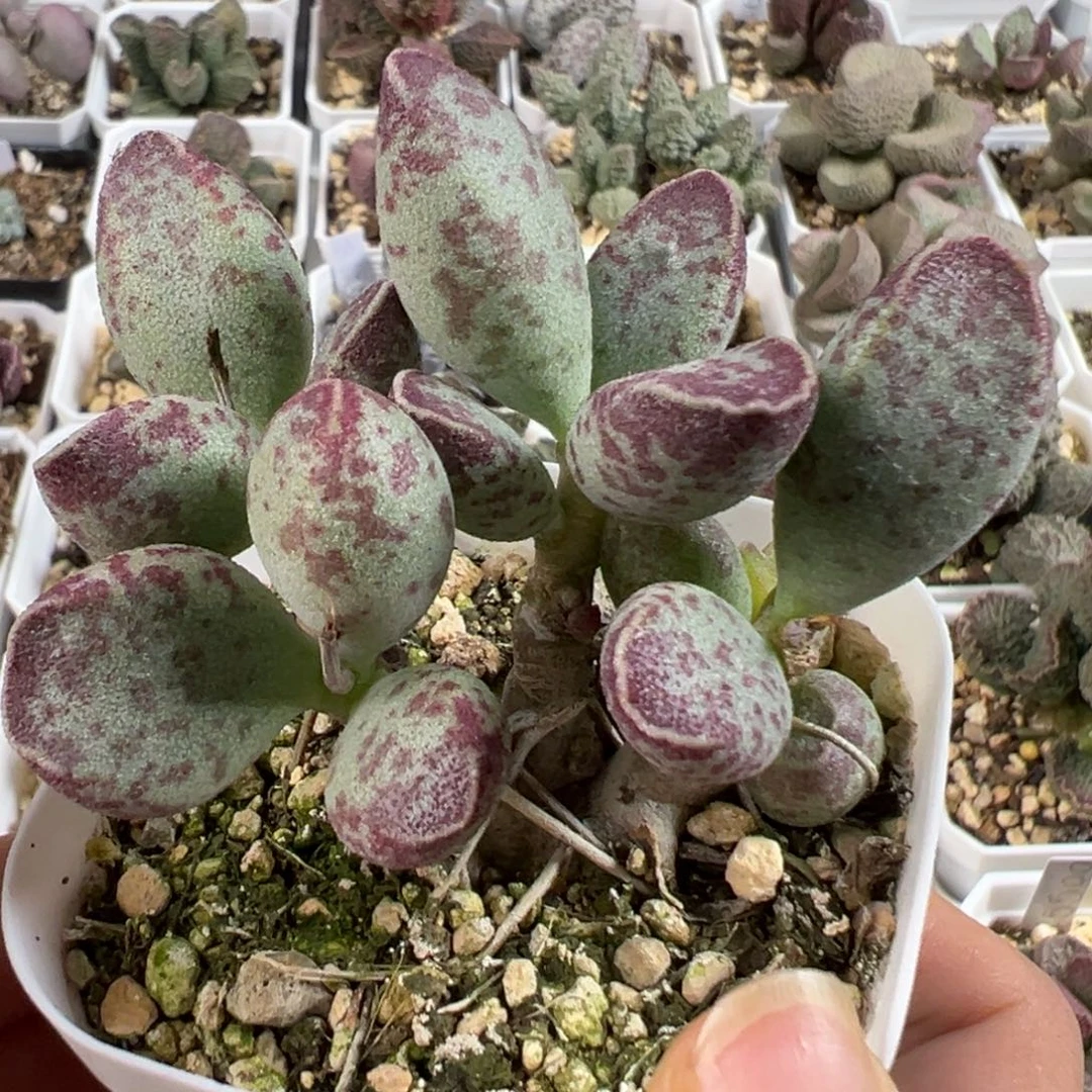 w带桩艾薇多肉植物水泡