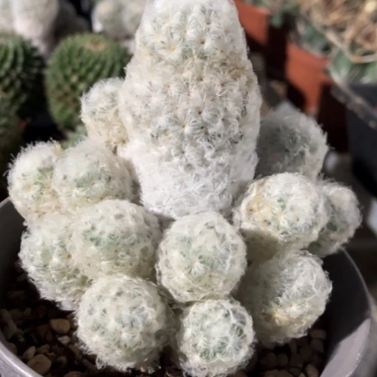 当前无花栽培后可以开花实生佛头白星