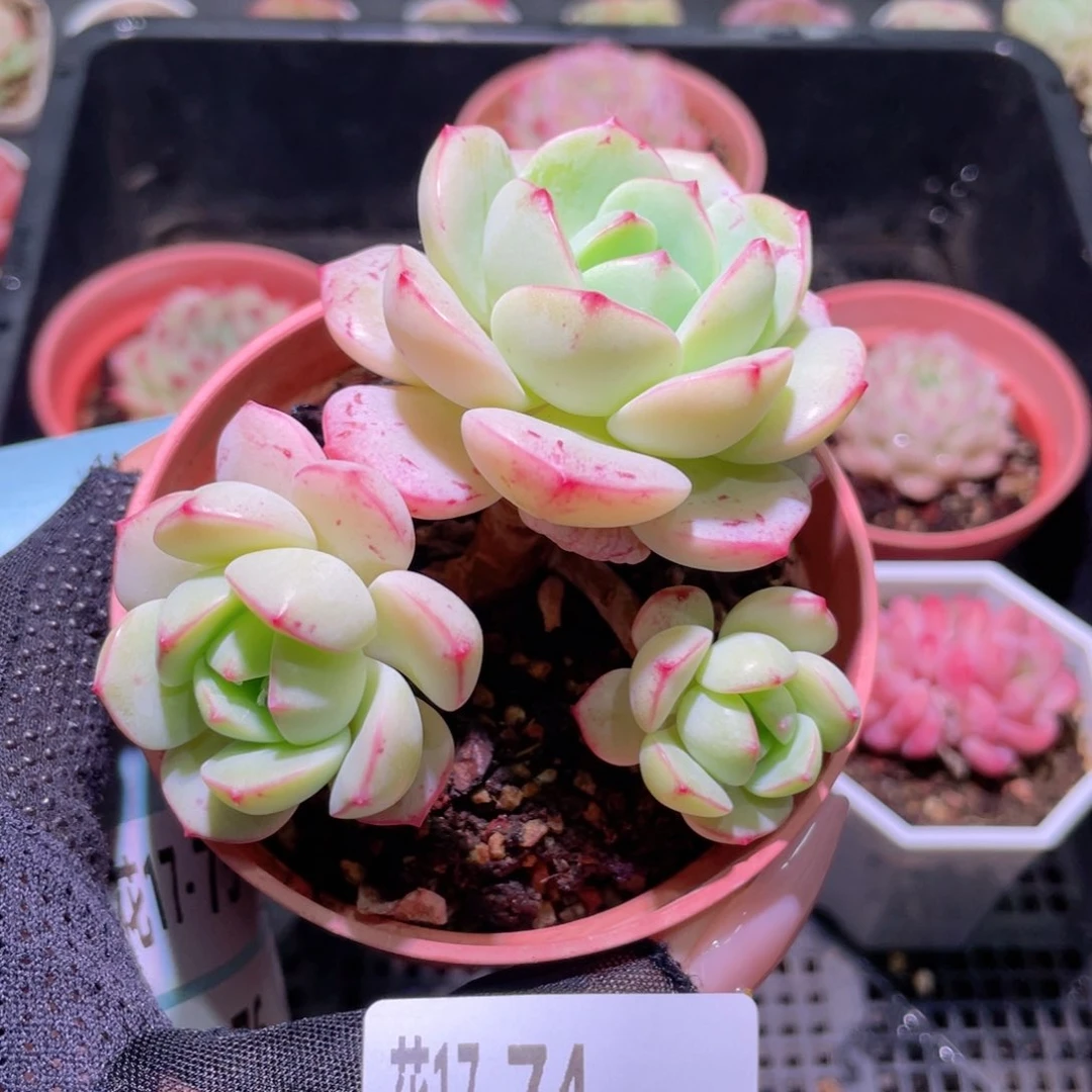 花利美17-74香草群