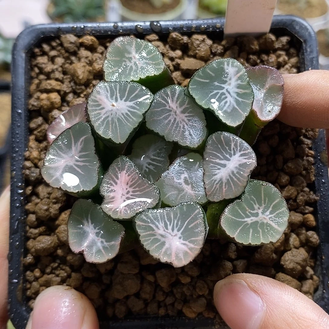 227白凤凰万象十二卷