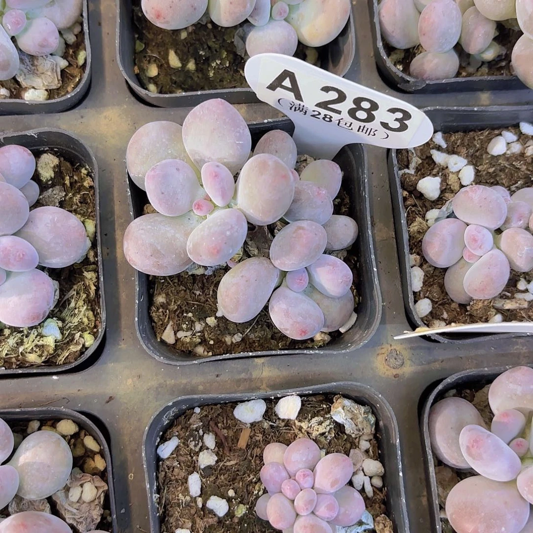 A383彩虹奶一物一拍