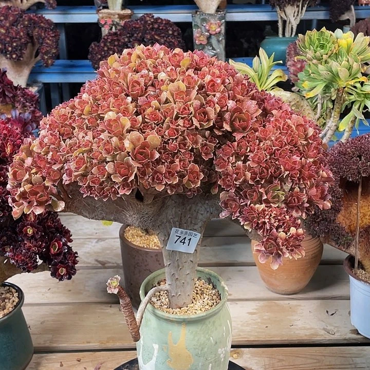 ?*囡741号柠檬玫瑰朵朵有伤