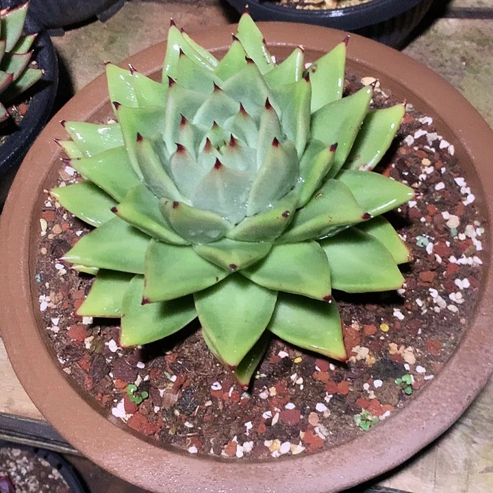 美肉特价活动开始啦