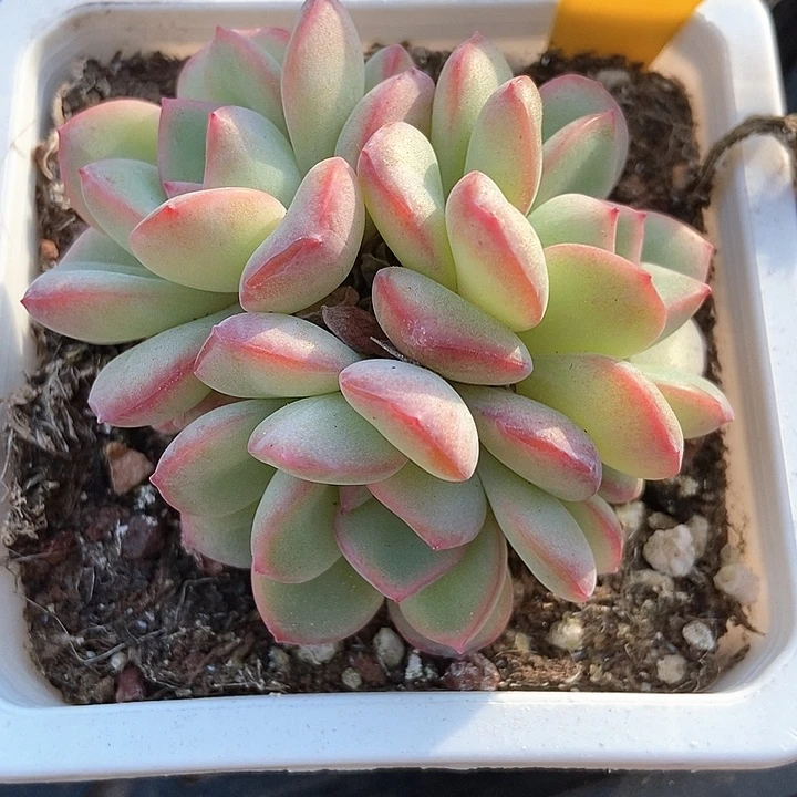 素***颜多肉植物泡芙616多肉