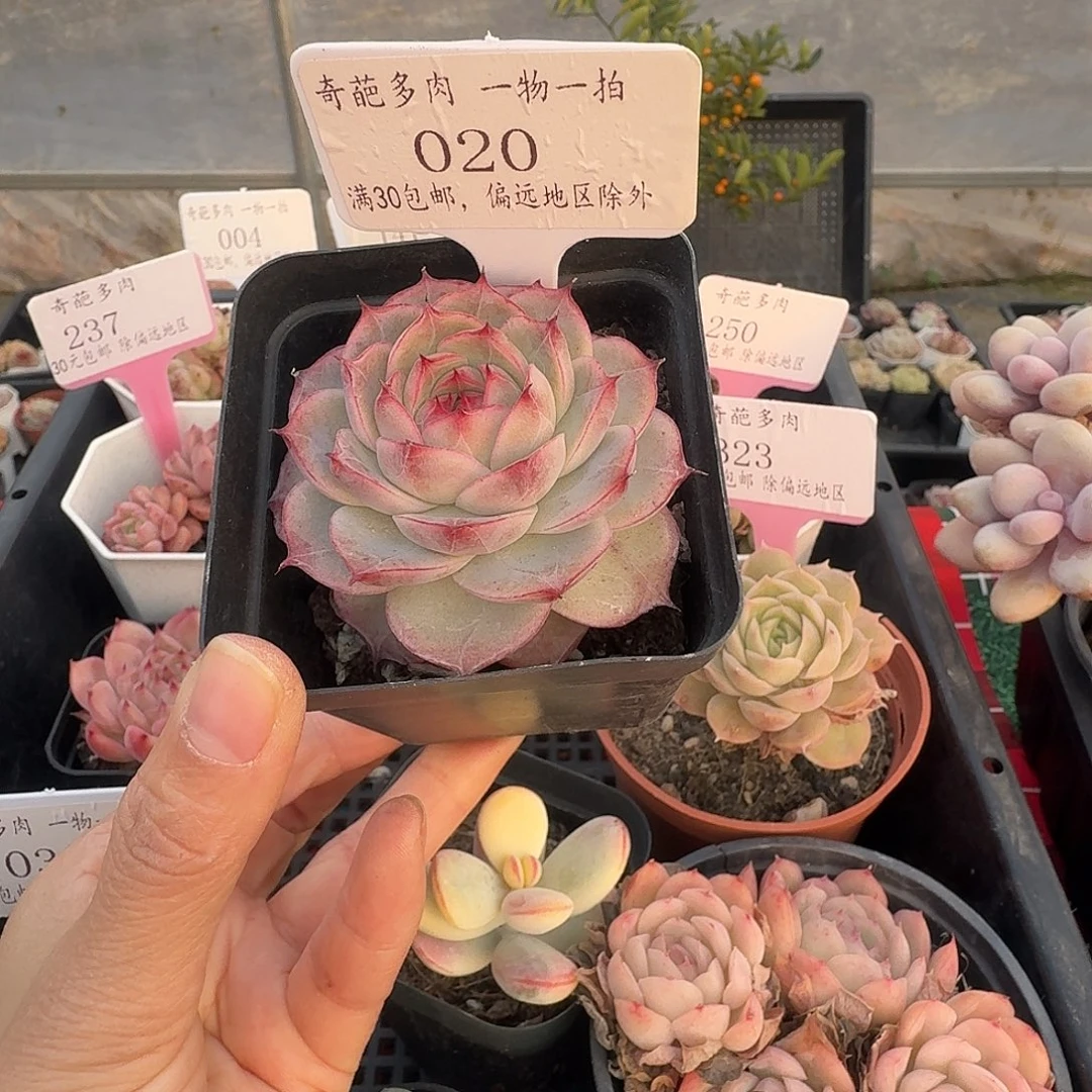 020 脱土 不包整 30元包邮非偏远