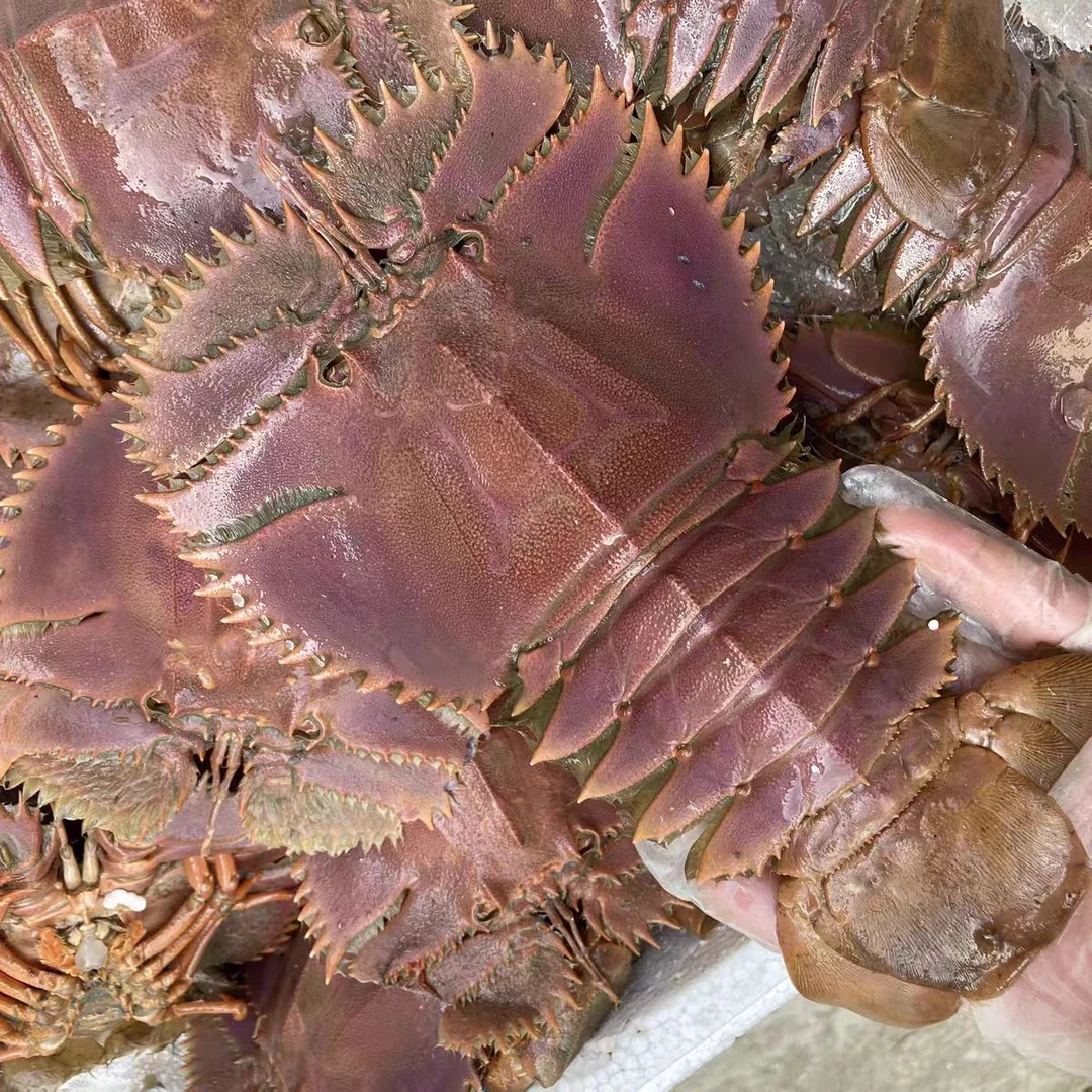 琵琶虾鲜活冷冻九齿扇虾皮皮虾超大新鲜海捕犀牛虾姑虾海鲜非进口