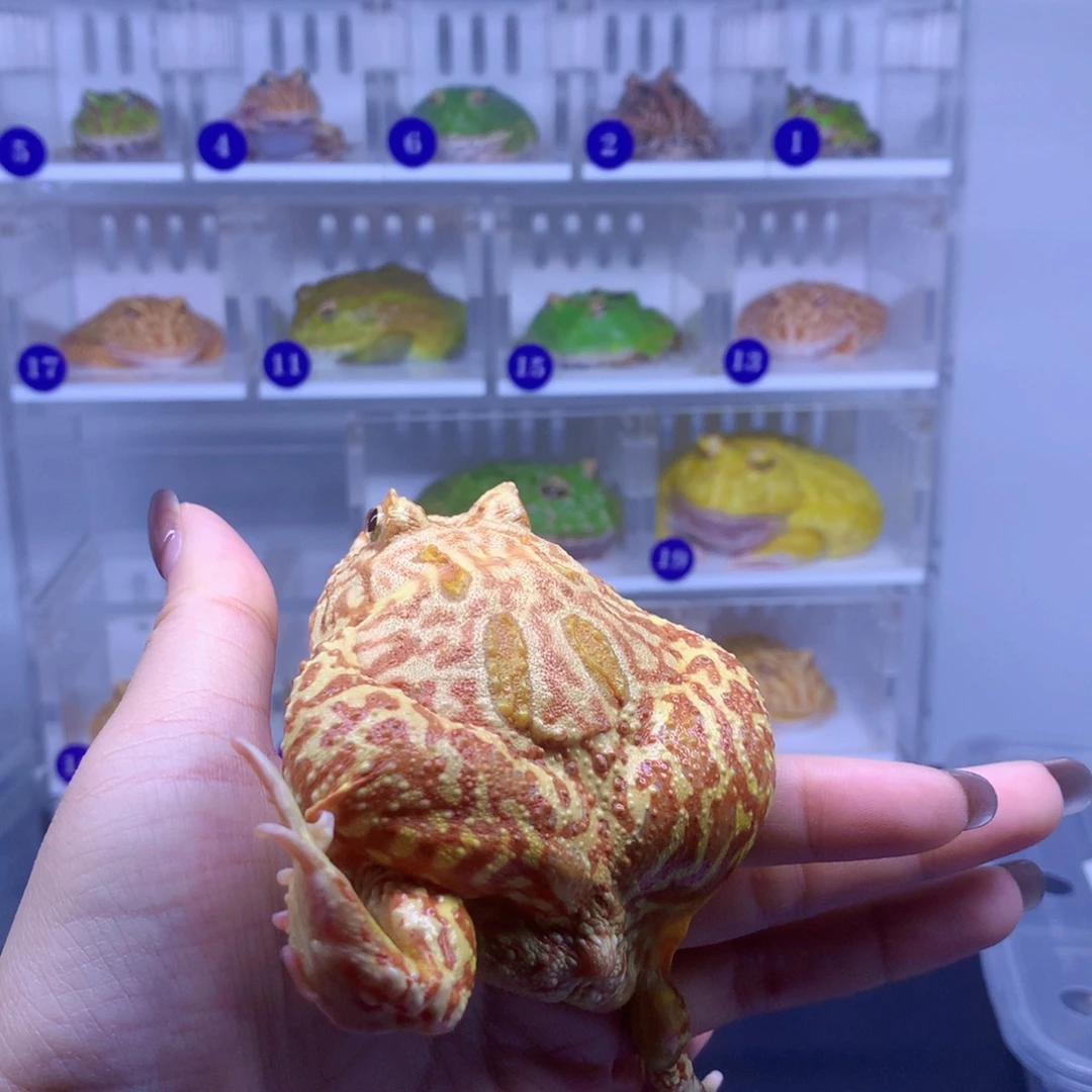 角蛙闪购角蛙专拍链接