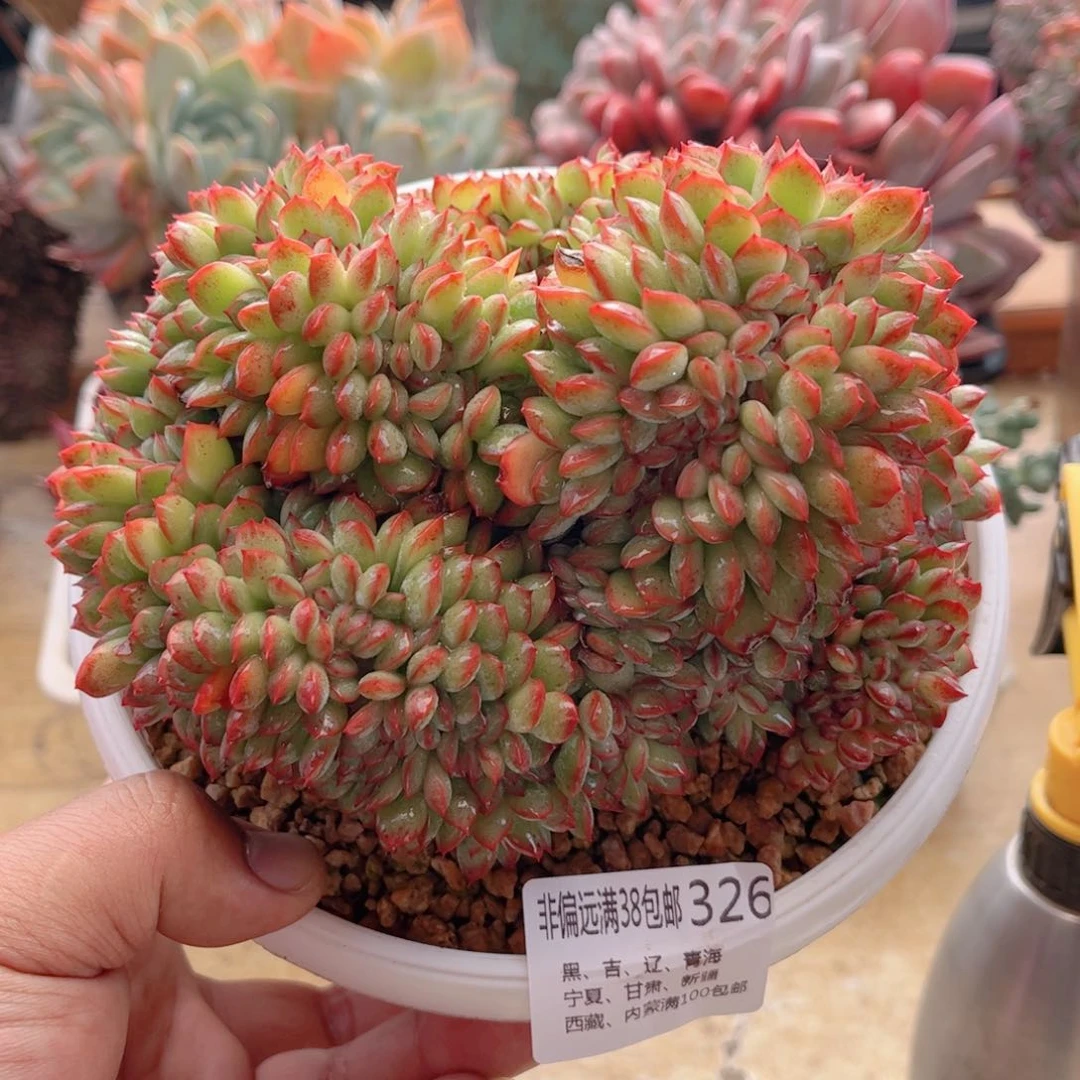 326勇敢缀德华多肉